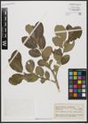Foto von Salix aegyptiaca L.